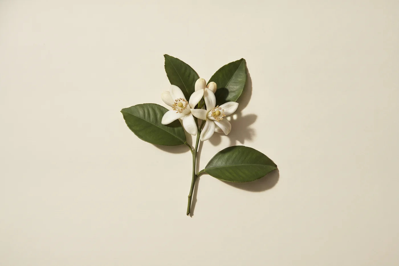 A bitter orange twig with three open white blossoms, two round buds and four leathery leaves.