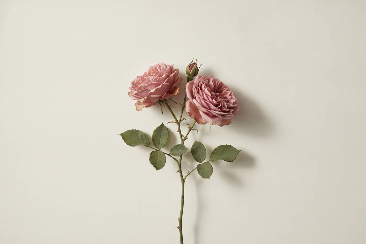 A damask rose stem laid flat, two open blooms and one closed bud above toothed leaflets.