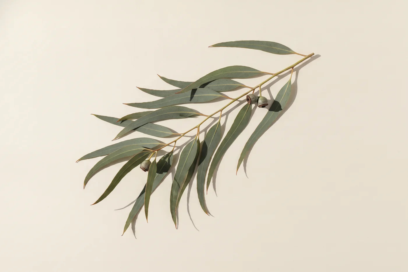A cut branch of blue gum eucalyptus, long sickle leaves with a waxy bloom and three woody capsules.