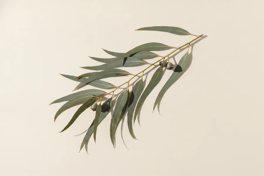 Eucalyptus