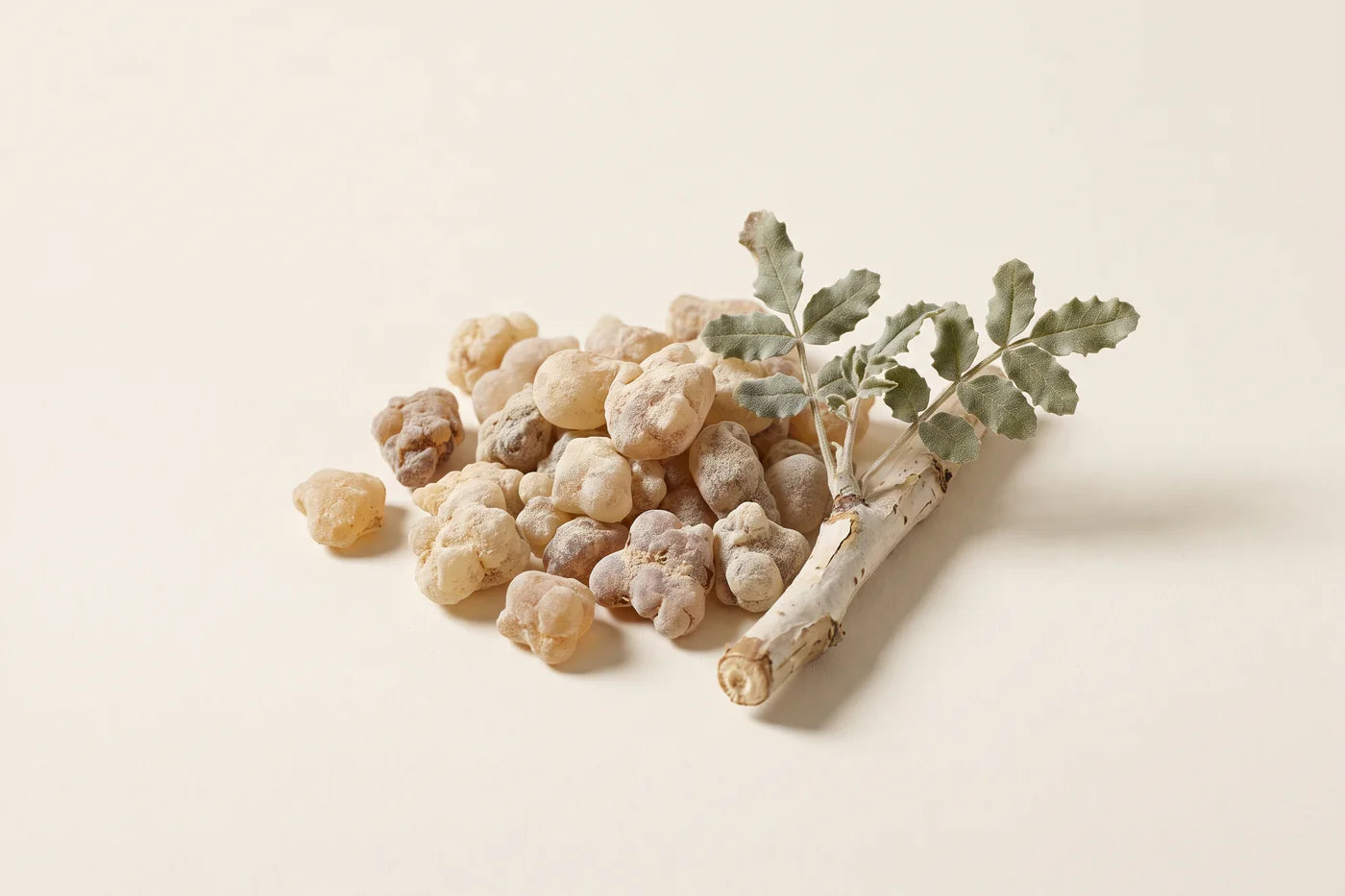 A heap of frankincense resin tears beside a piece of Boswellia branch with pale papery bark.