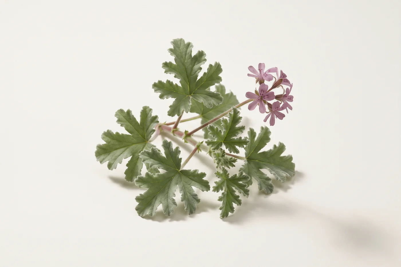 A rose geranium sprig, six deeply lobed downy leaves and a small head of five mauve flowers.