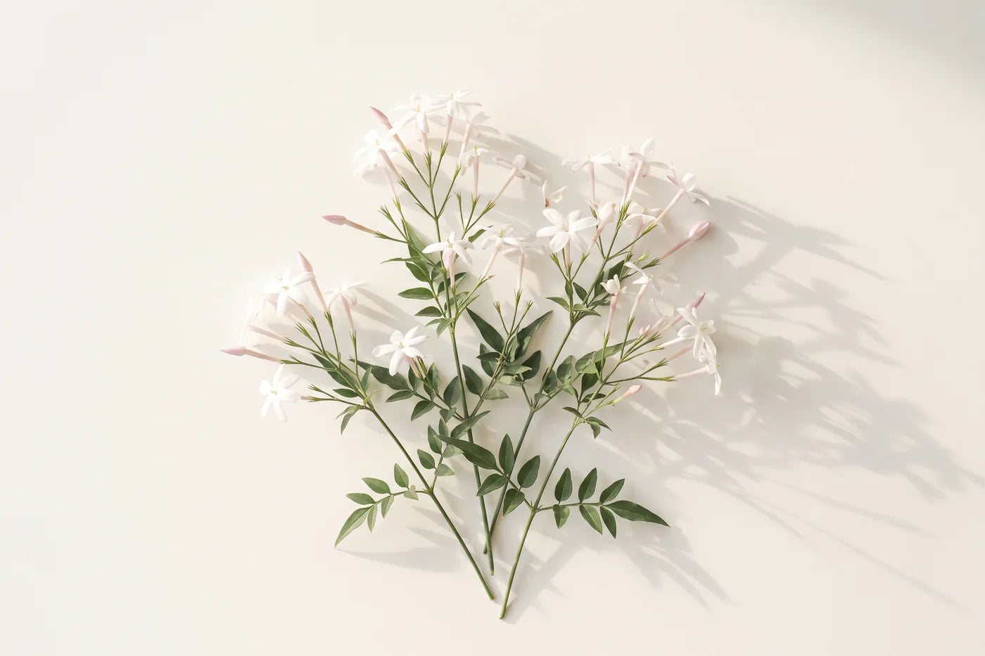 Three jasmine stems laid down, pinnate leaves and white star shaped flowers with pink tinged buds.
