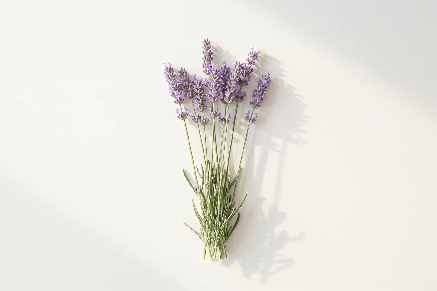 Cut stems of true lavender, each ending in a spike of muted violet flowers, gathered in a loose bunch.