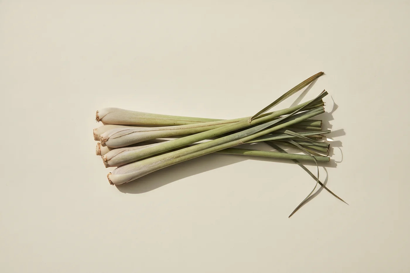 A flat bundle of lemongrass, five swollen ivory stem bases with long ribbon leaves trailing to one side.