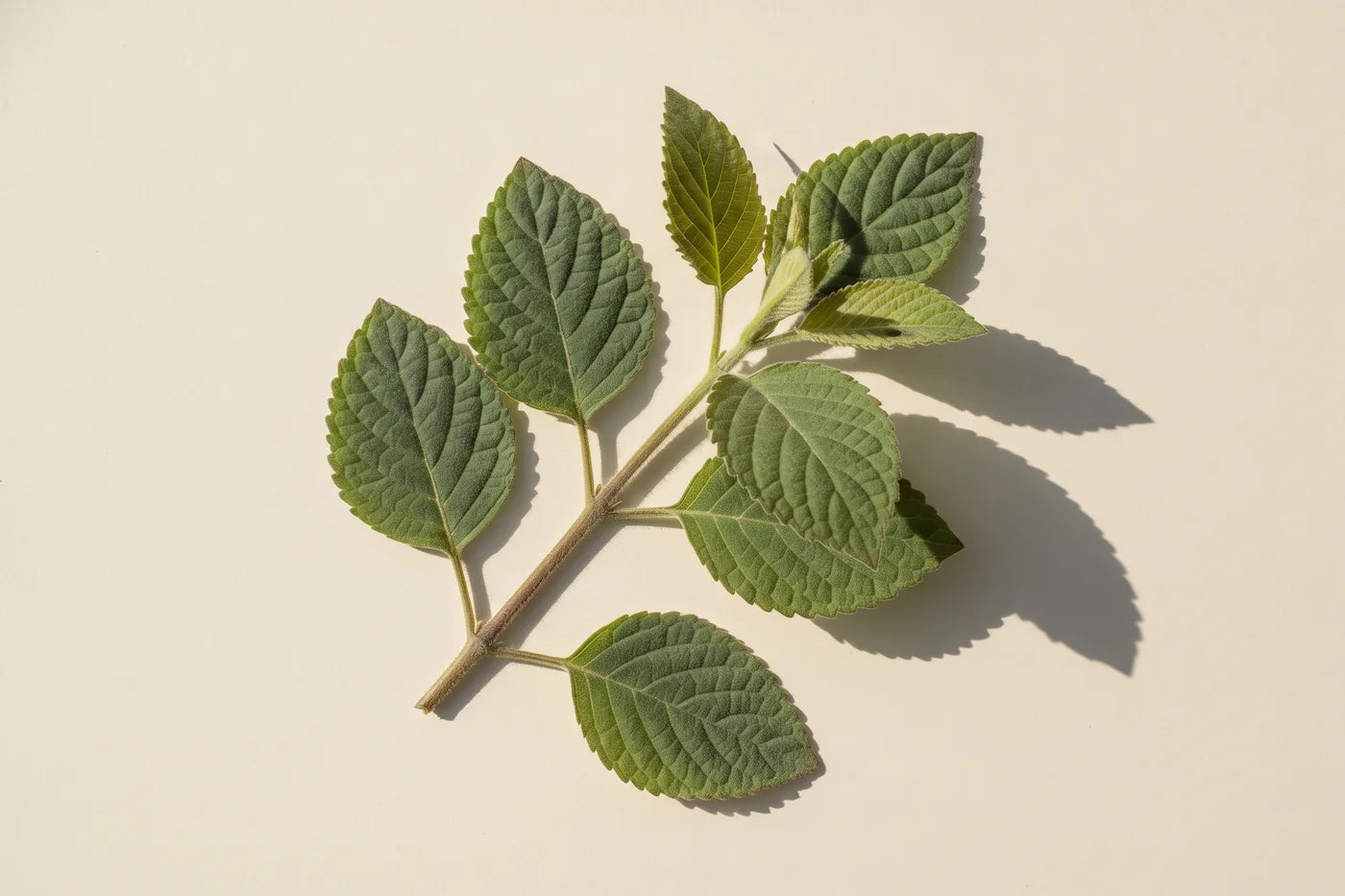 A leafy patchouli stem seen from three quarters, oval toothed leaves with deeply sunken veins.