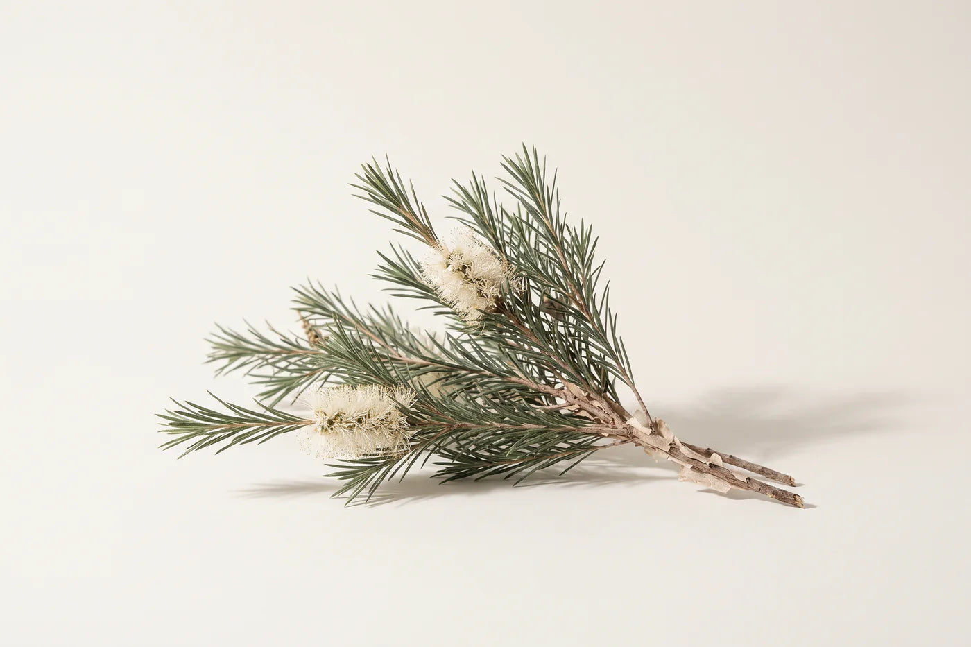 A tea tree branch with fine needle leaves, two cream bottlebrush flower spikes and pale papery bark.