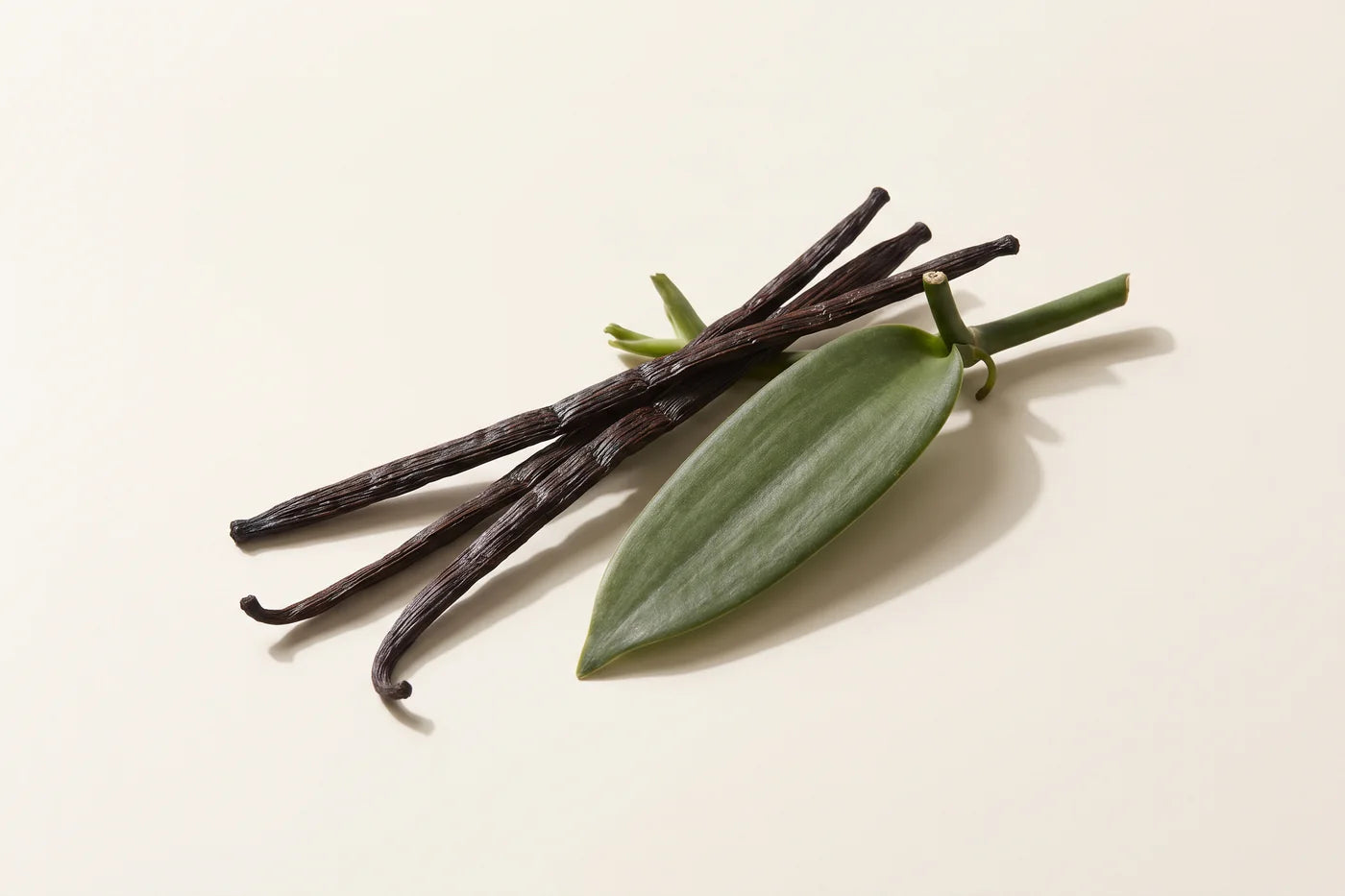 Four wrinkled vanilla pods crossed in a bundle over one thick leaf of the vanilla orchid vine.
