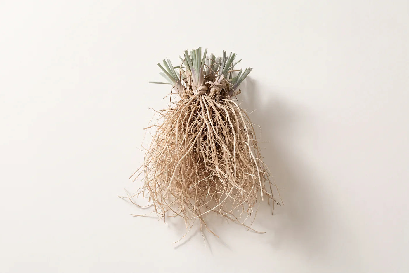 A lifted clump of vetiver roots, fine straw coloured fibres bound at the crown under cut grass stems.