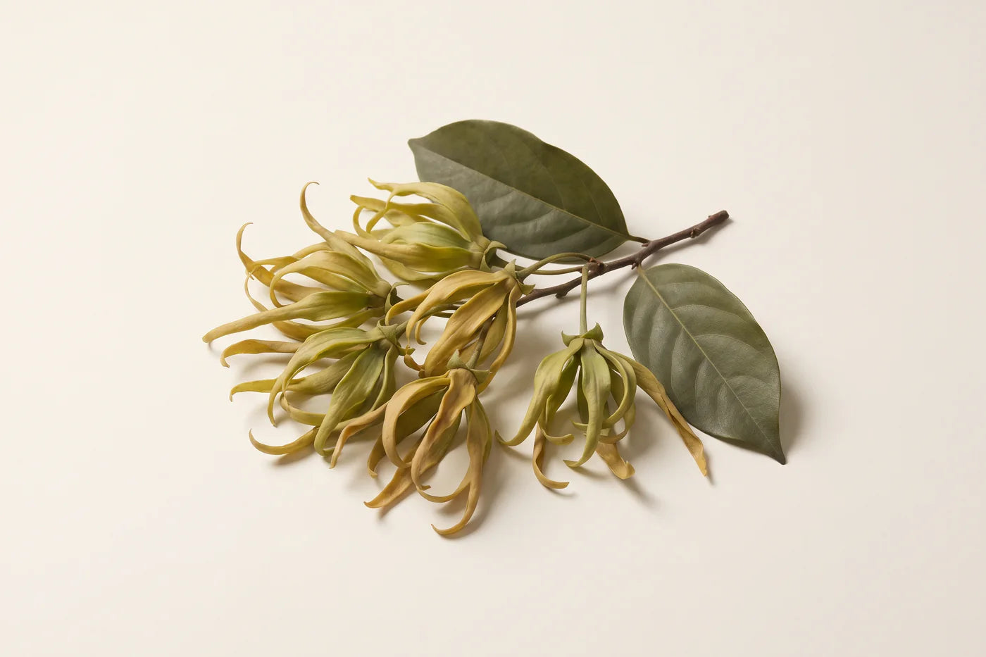 A cluster of ylang-ylang flowers with long twisted yellow-green petals hanging from a woody branch.